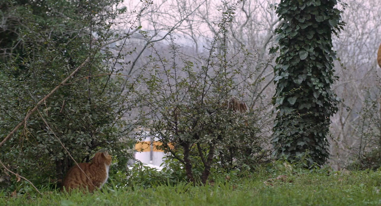 Stray screenshot 1