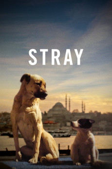 Stray (2020) poster