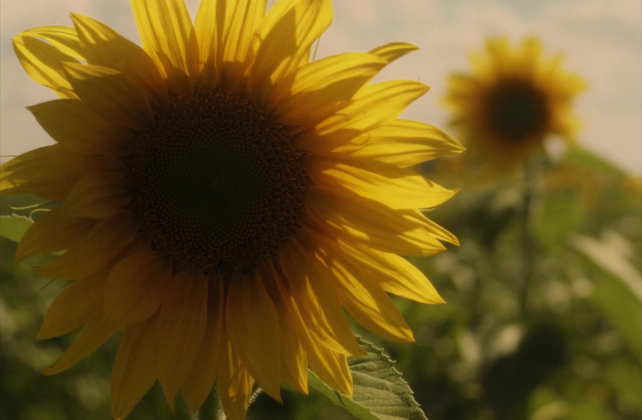 Sunflower screenshot 3
