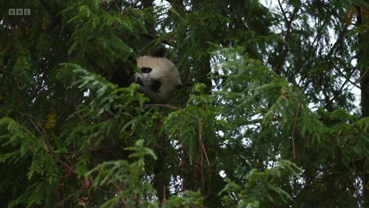 Super Cute Animals screenshot 2