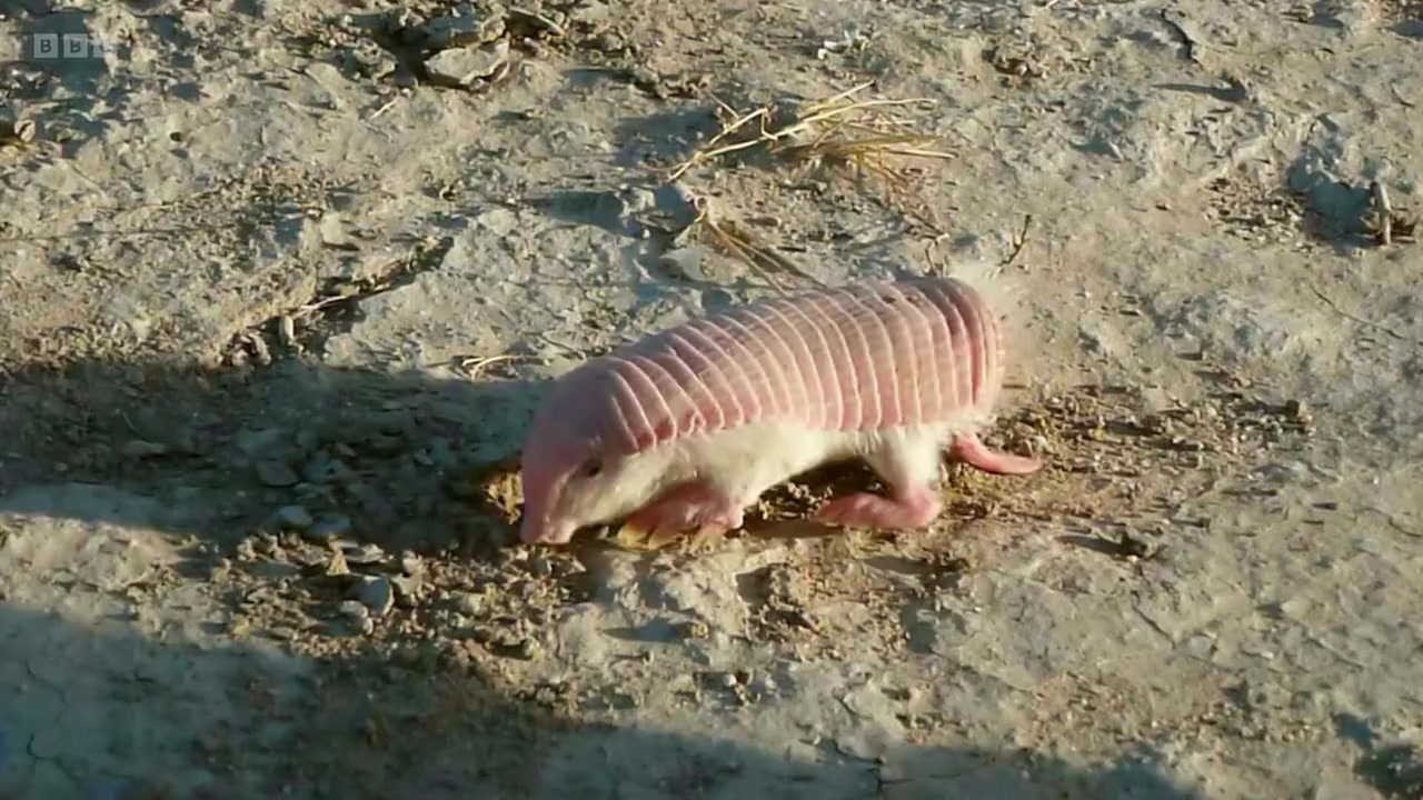 Super Small Animals screenshot 2