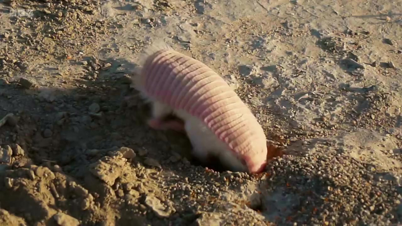 Super Small Animals screenshot 3