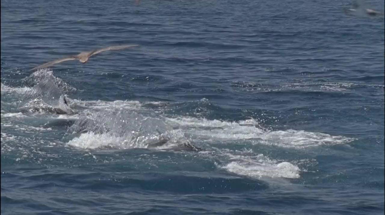 Superfish Bluefin Tuna screenshot 1