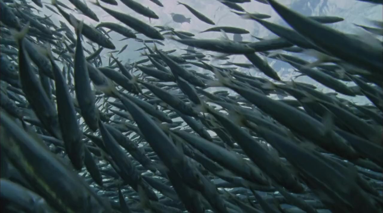 Superfish Bluefin Tuna screenshot 2