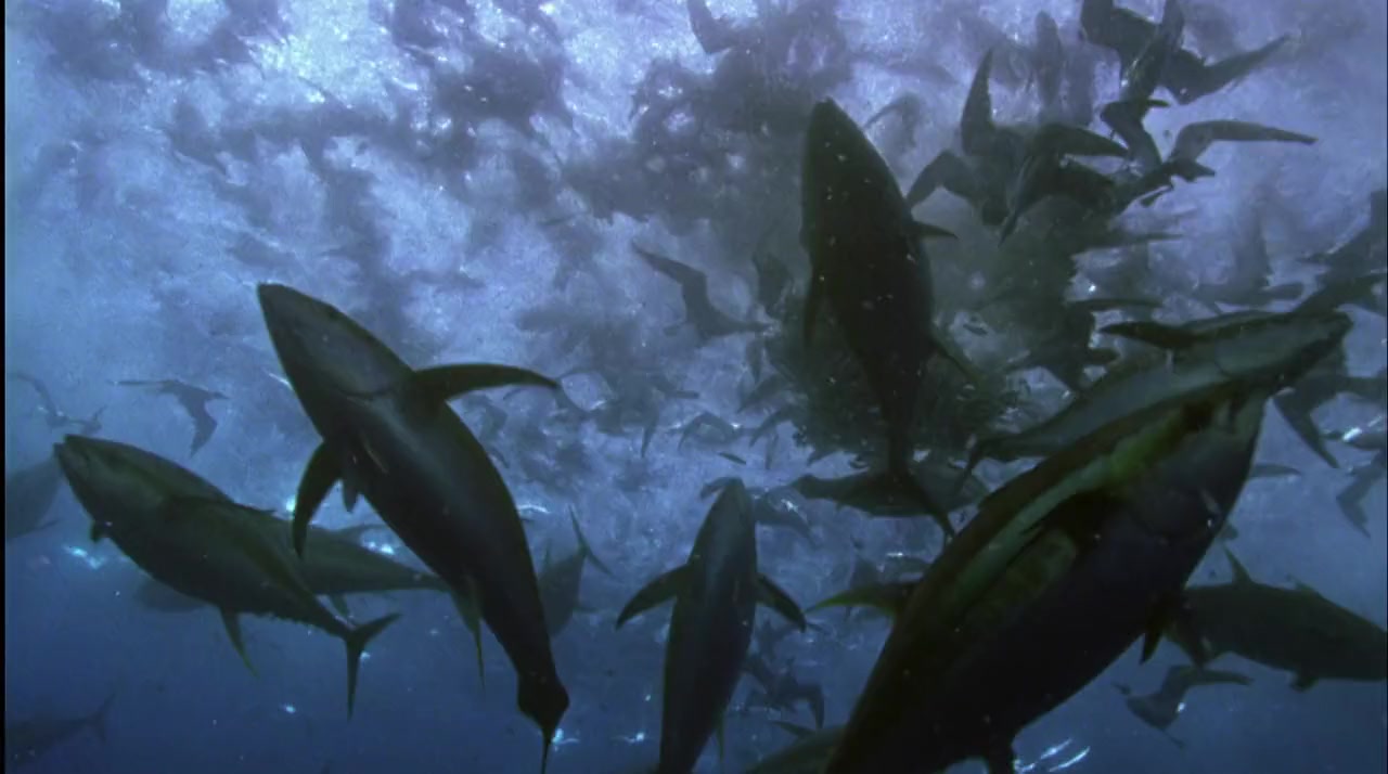 Superfish Bluefin Tuna screenshot 3