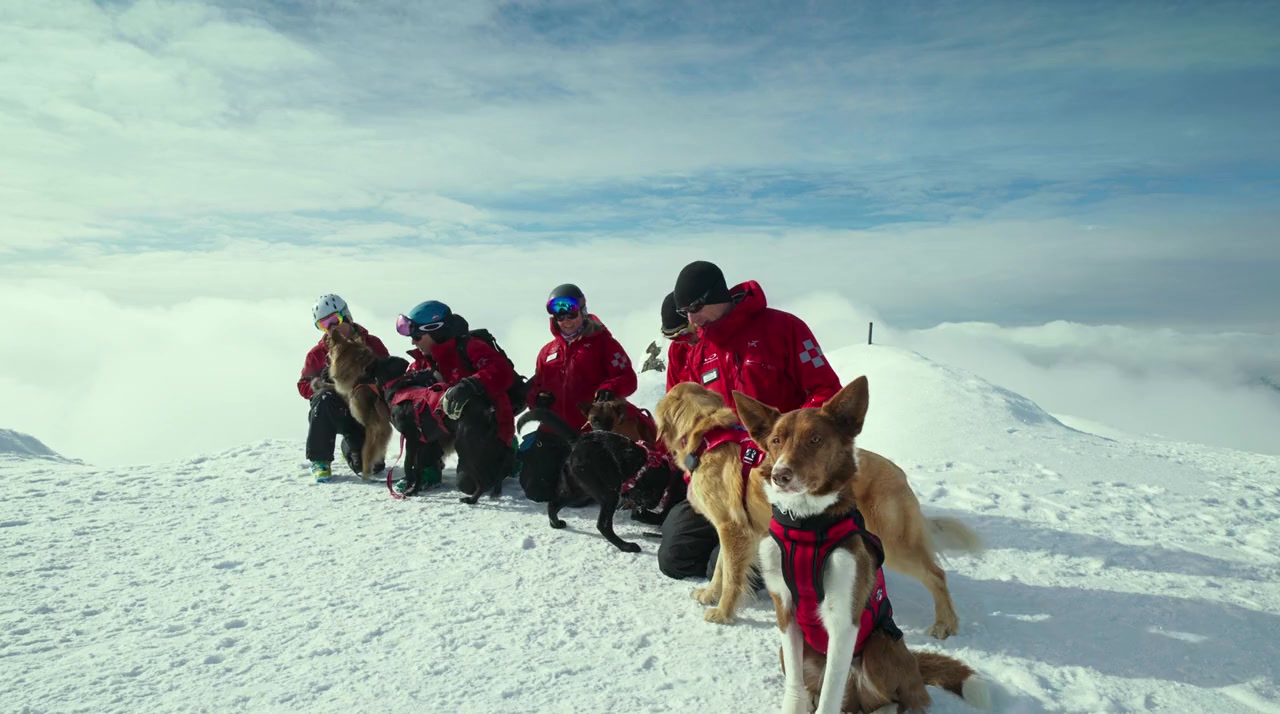 Superpower Dogs screenshot 3