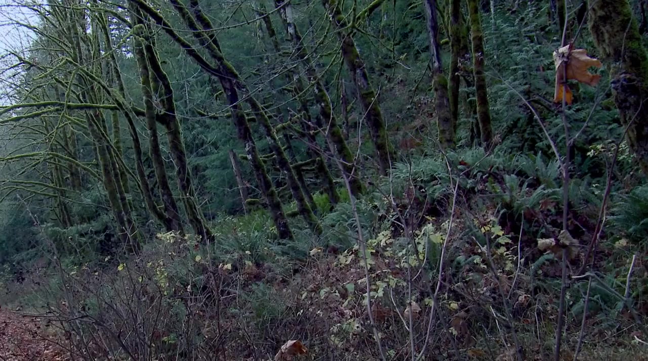 Swamp Freak screenshot 3