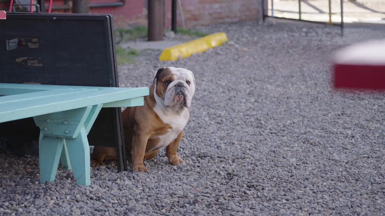 Powder Pup screenshot 3