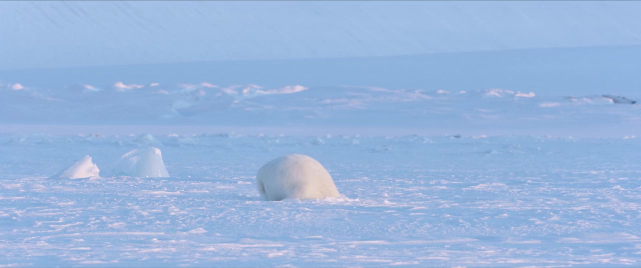 Polar Bear screenshot 2
