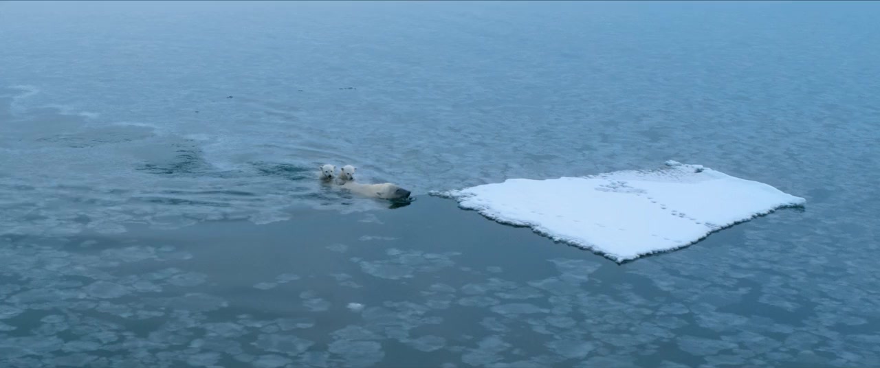 Polar Bear screenshot 3