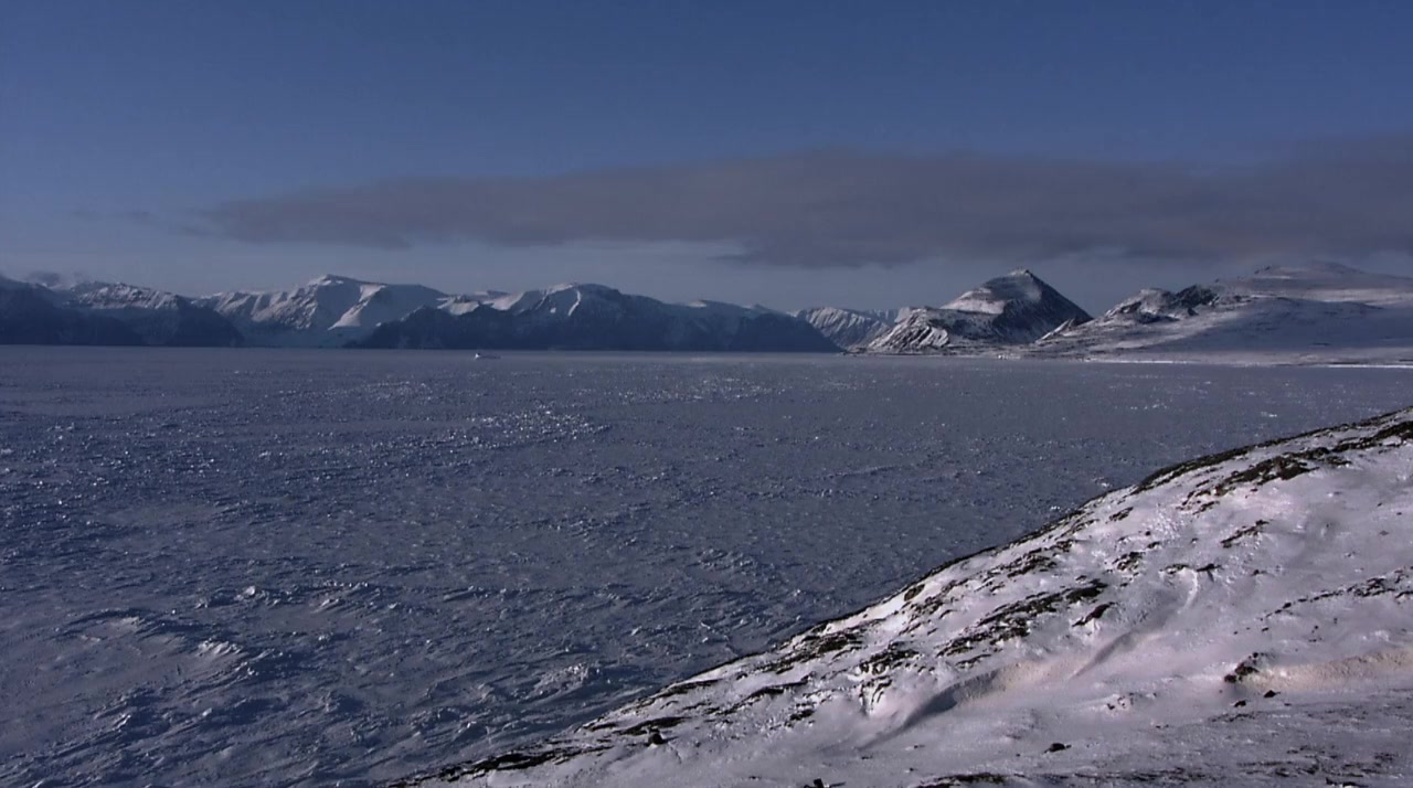 Polar Bears screenshot 1