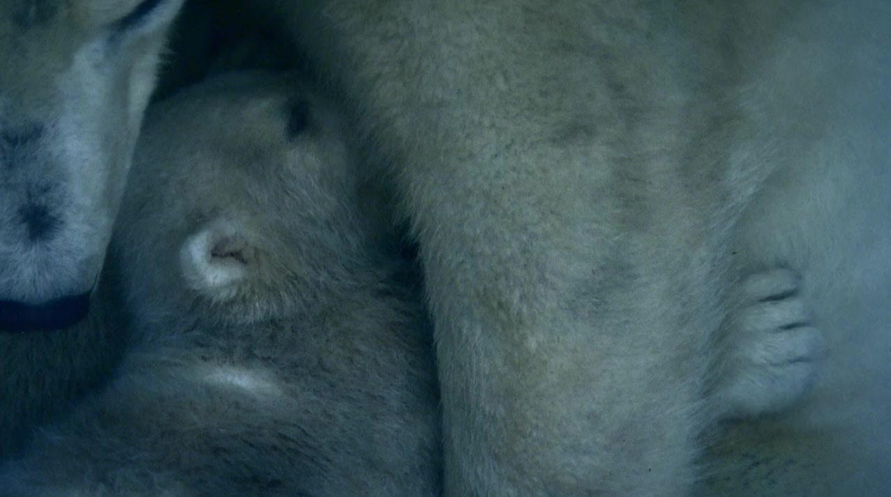 Polar Bears screenshot 3