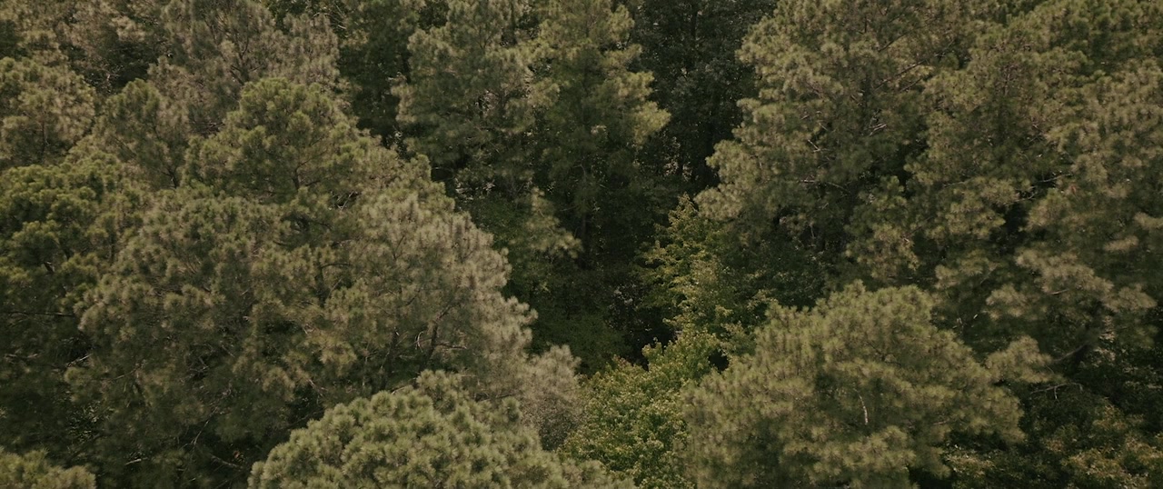 Pollen screenshot 1