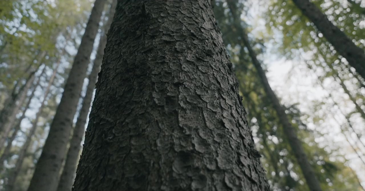 Padurea de molizi screenshot 3