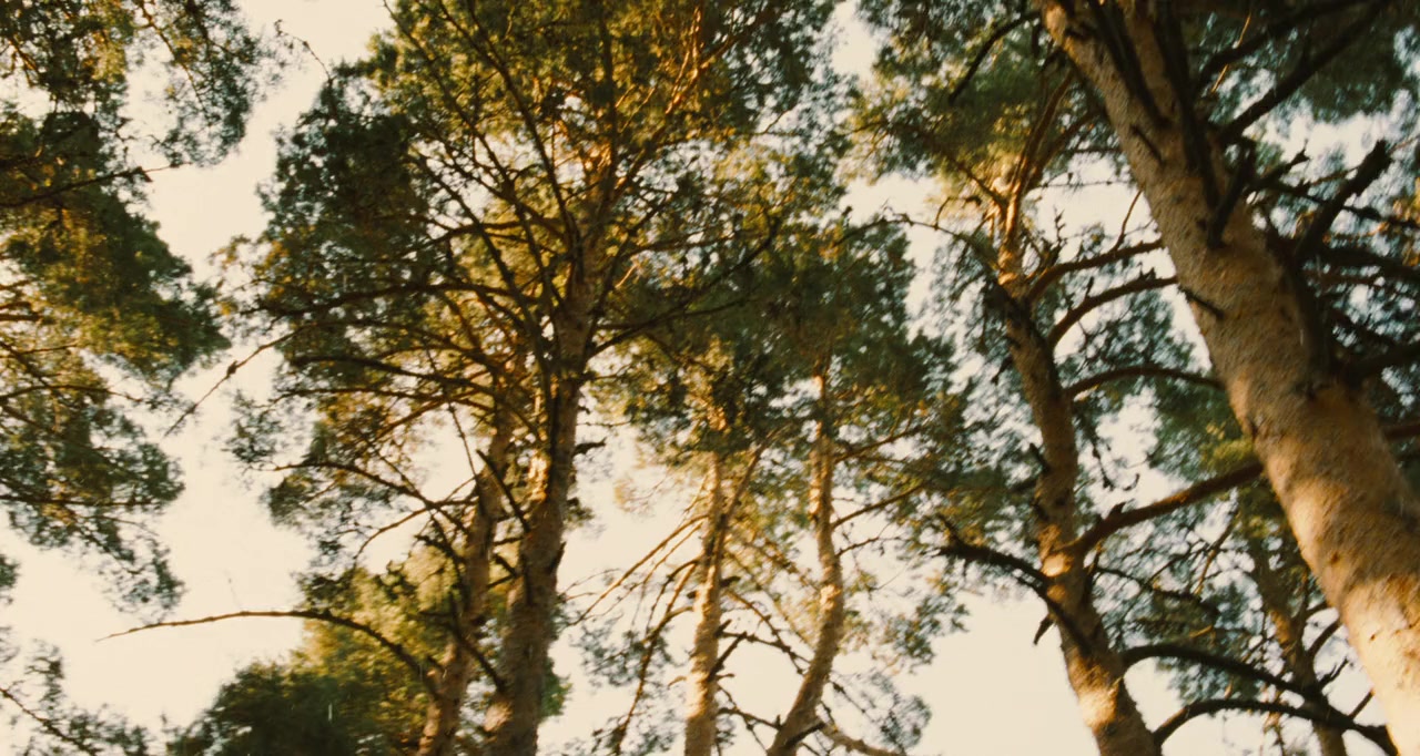 El laberinto del fauno screenshot 1