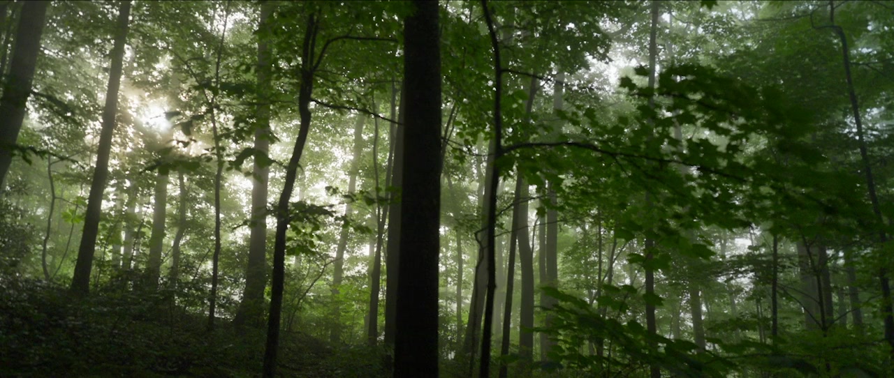 Paradise screenshot 1