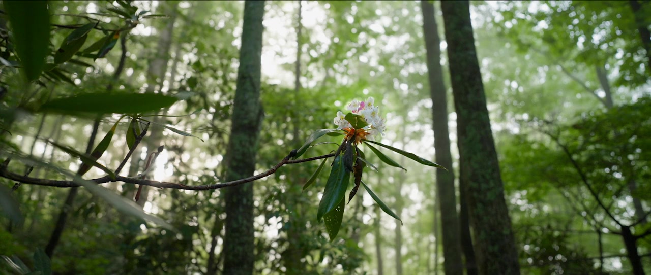 Paradise screenshot 3