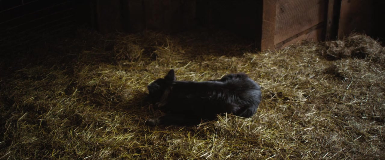 Peter and the Farm screenshot 2