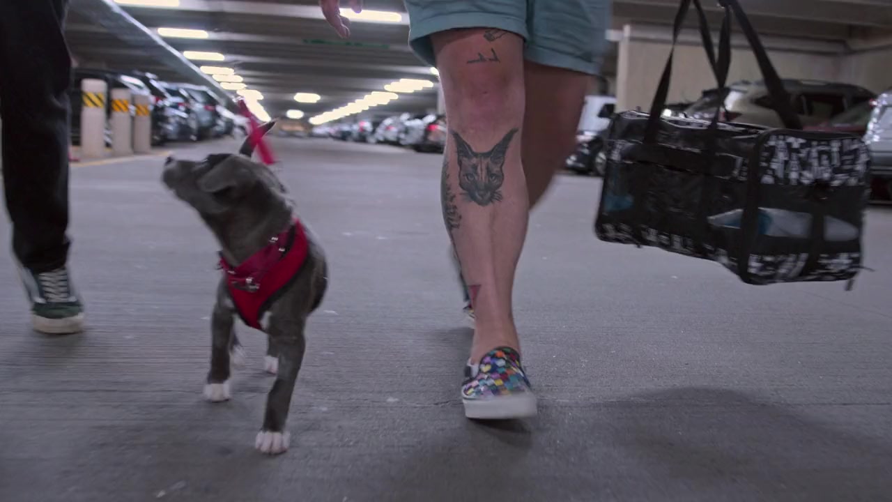 Pets screenshot 3