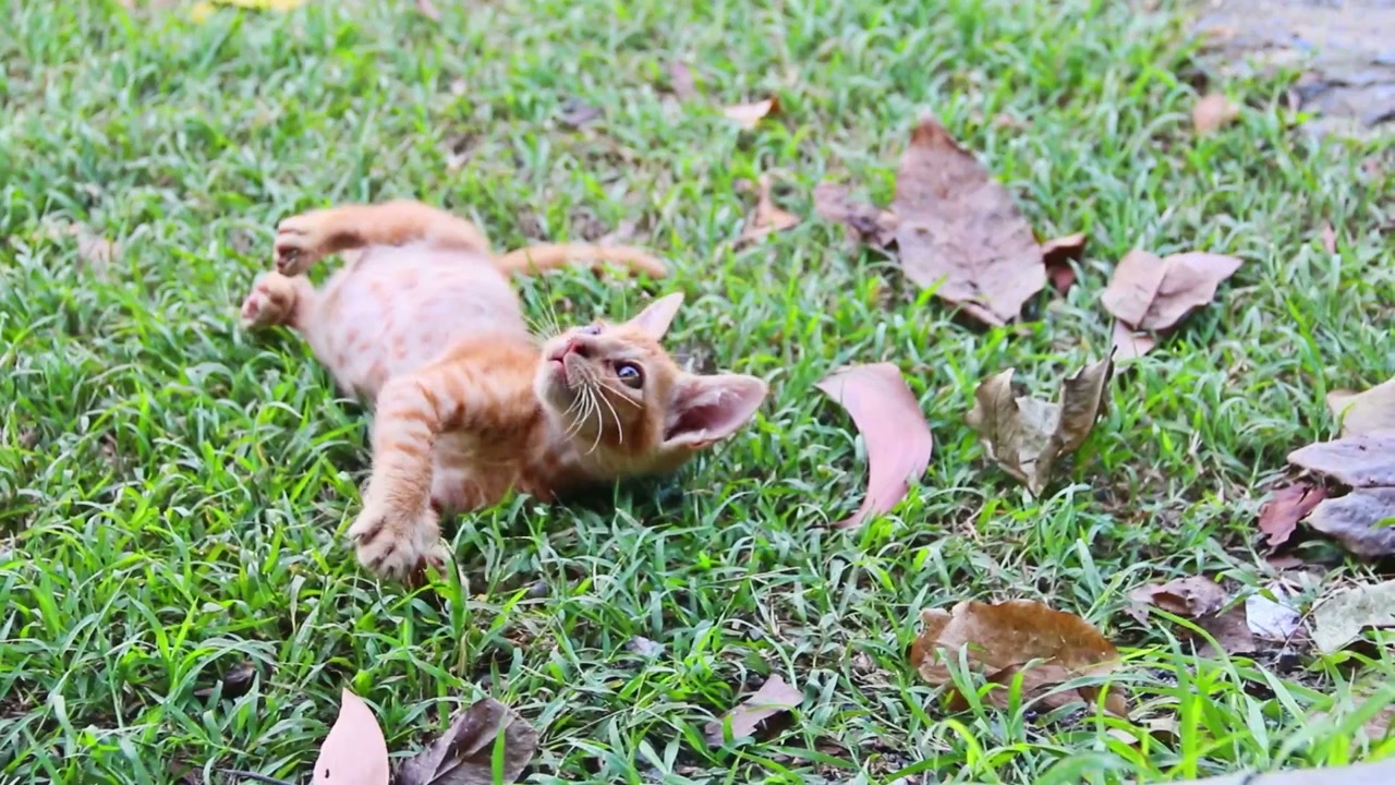 Pets 2 screenshot 1