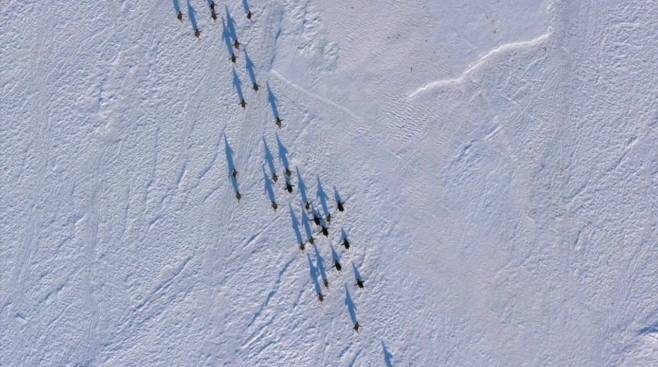 Penguins screenshot 1