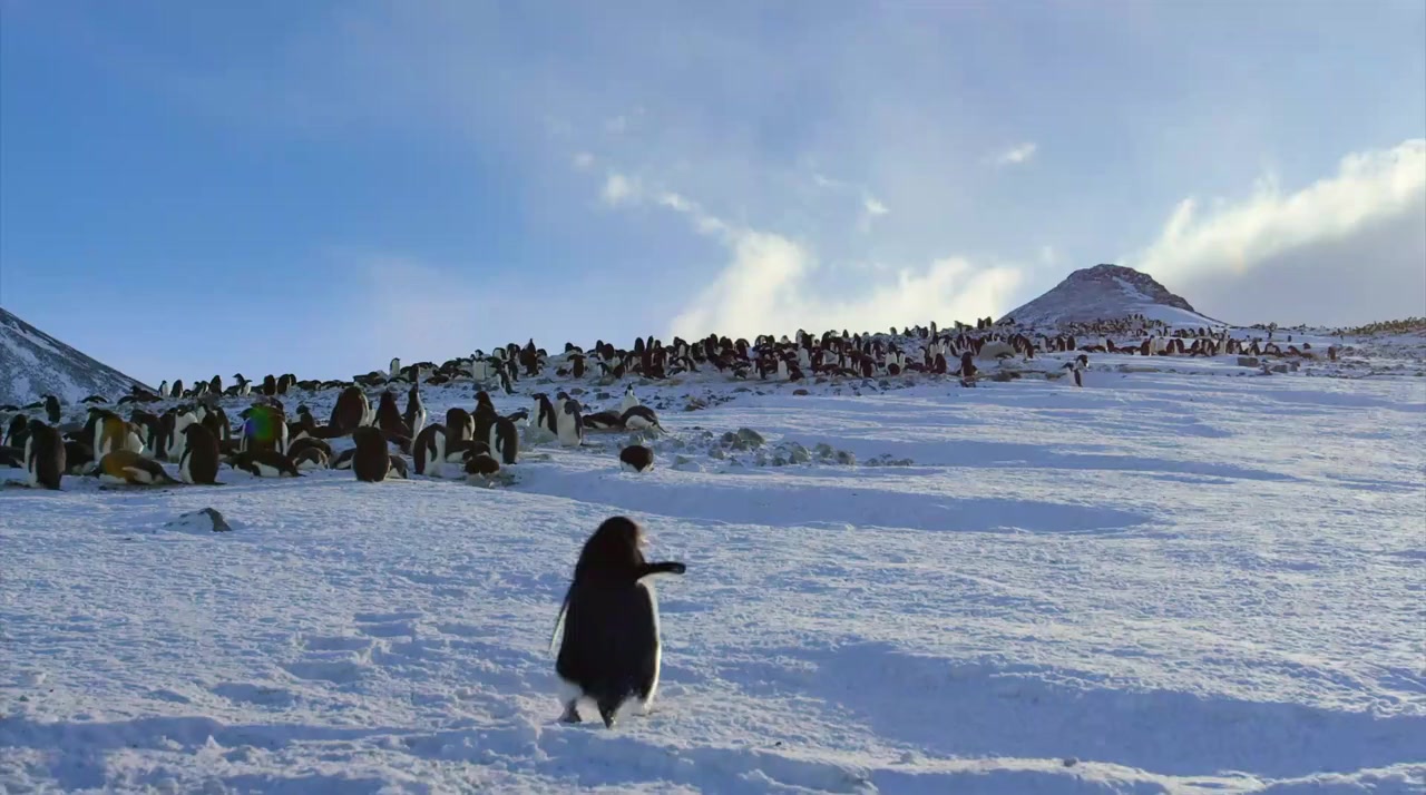 Penguins screenshot 2