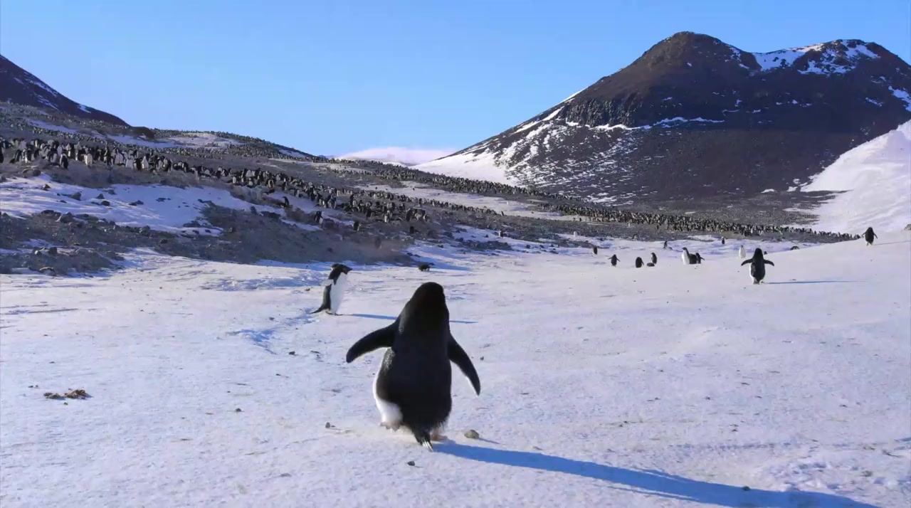 Penguins screenshot 3