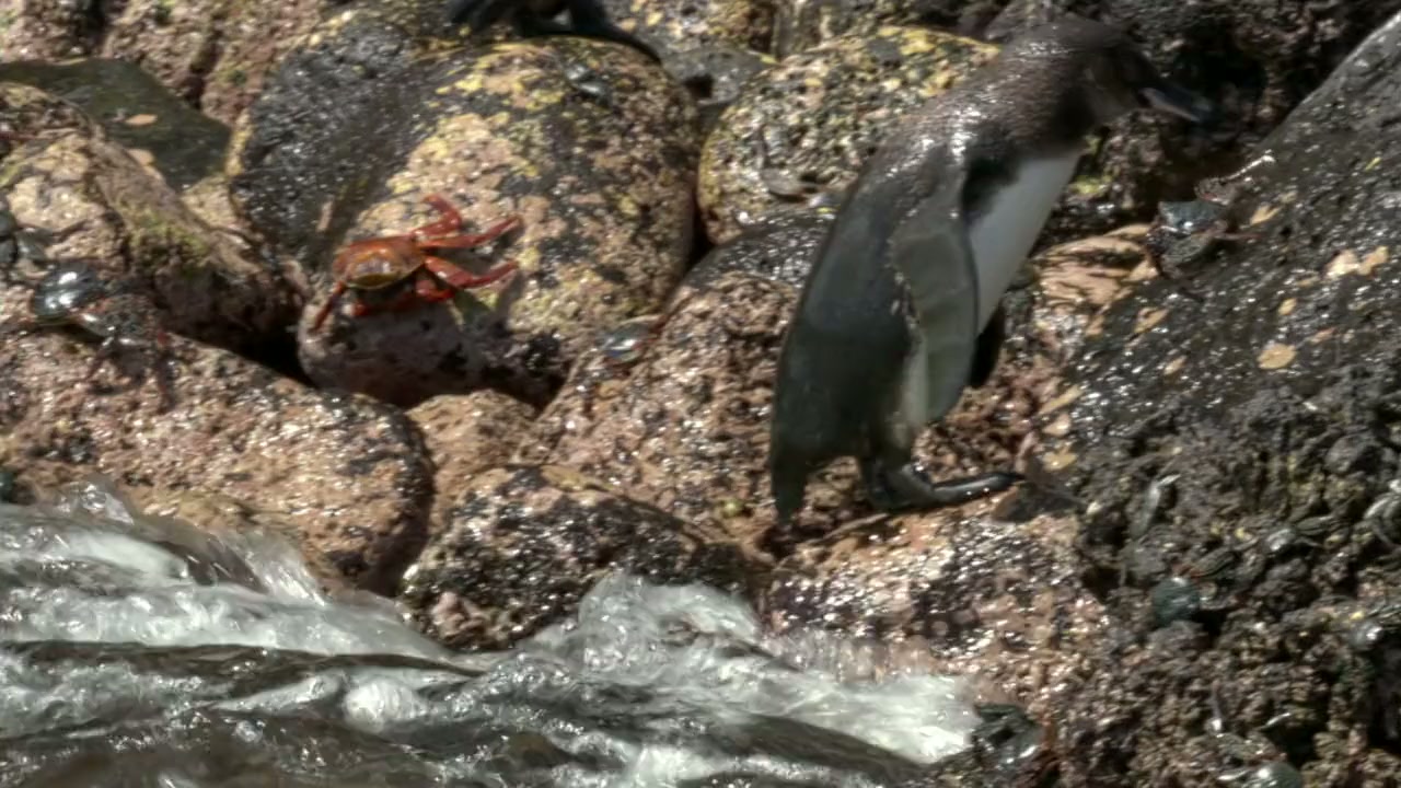Penguins: Meet the Family screenshot 2
