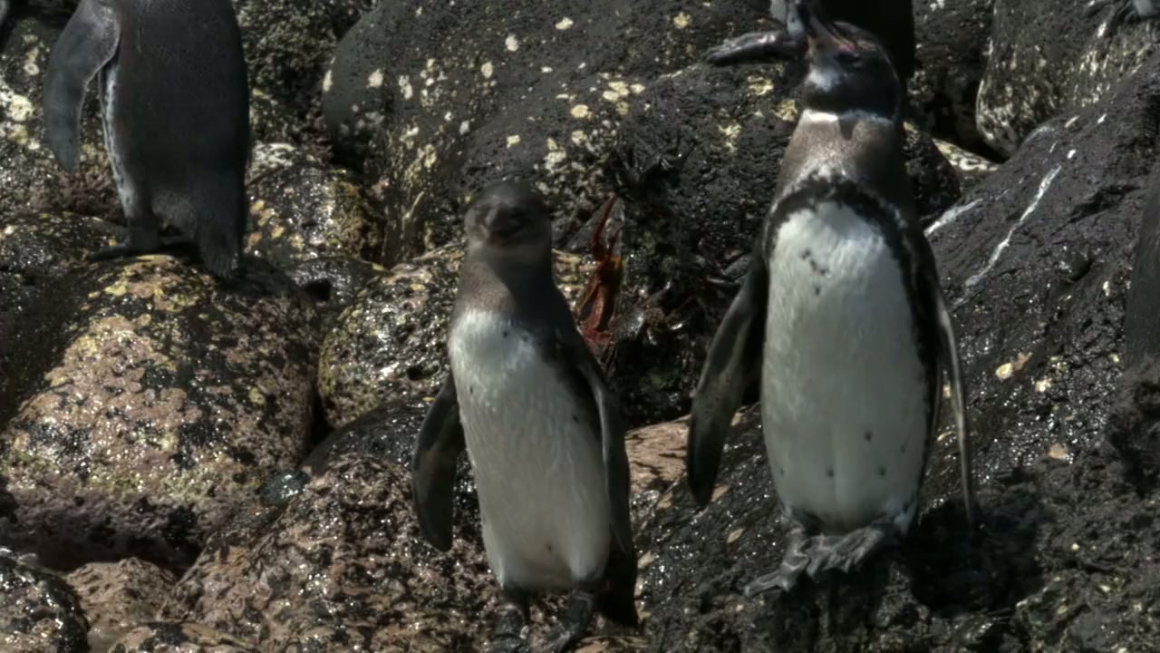 Penguins: Meet the Family screenshot 3