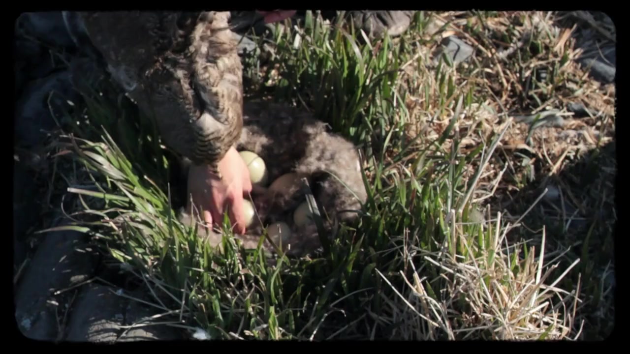 People of a Feather screenshot 3