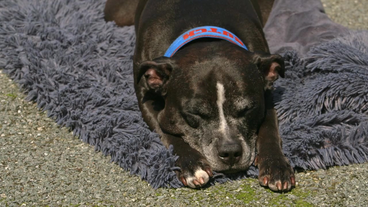 Pitbull screenshot 1