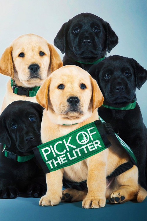 Pick of the Litter (2018) poster