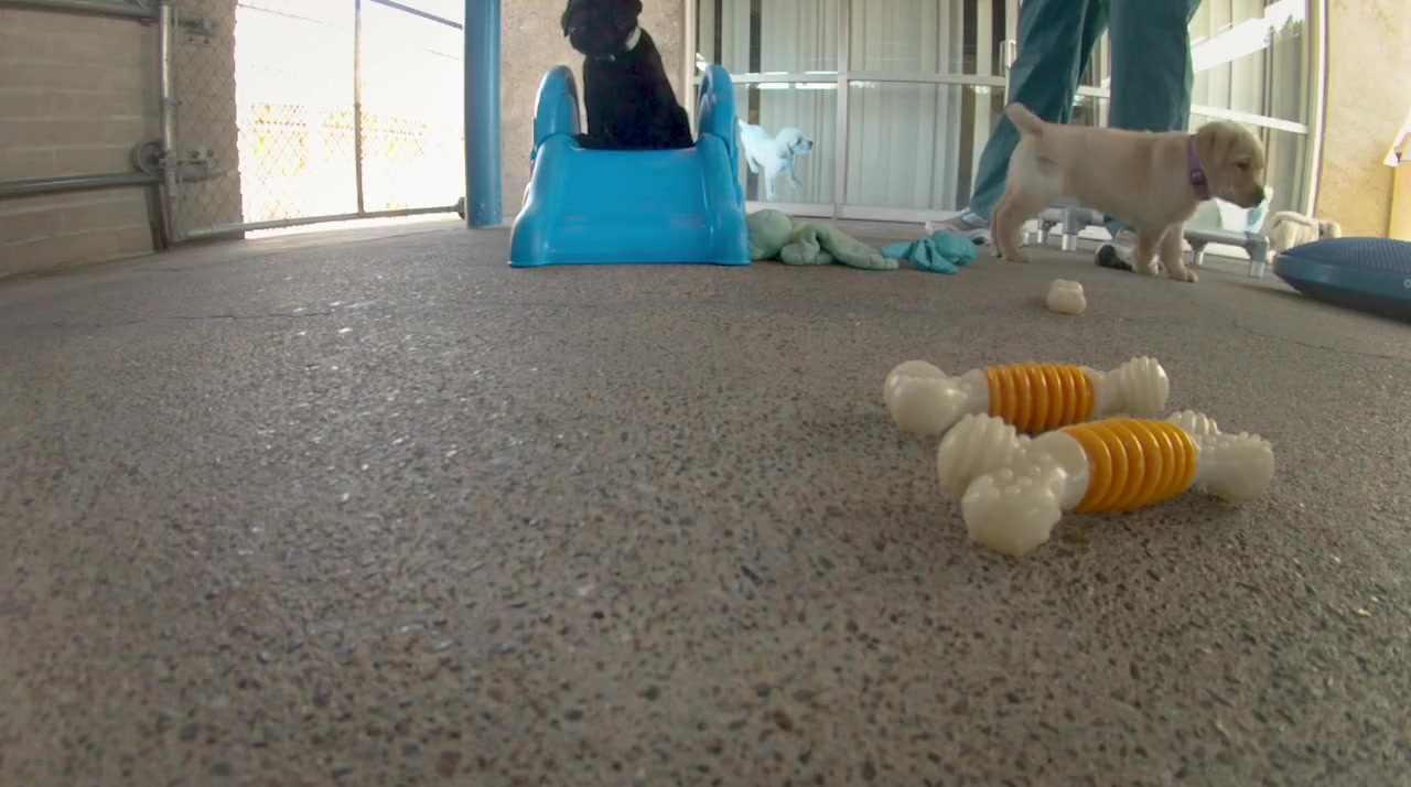 Pick of the Litter screenshot 1