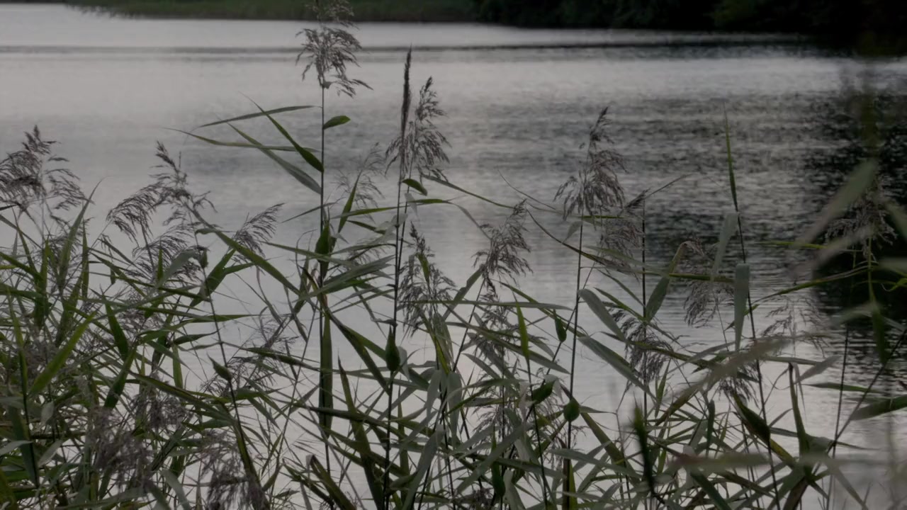 Picture of Beauty screenshot 3