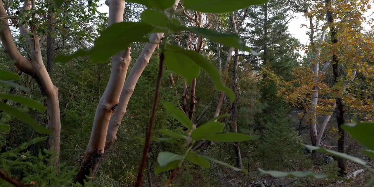 Piglady screenshot 1