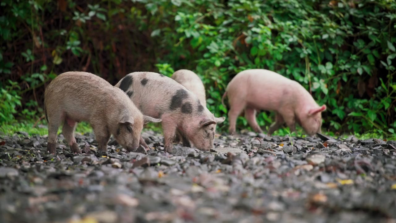 Pignorant screenshot 3
