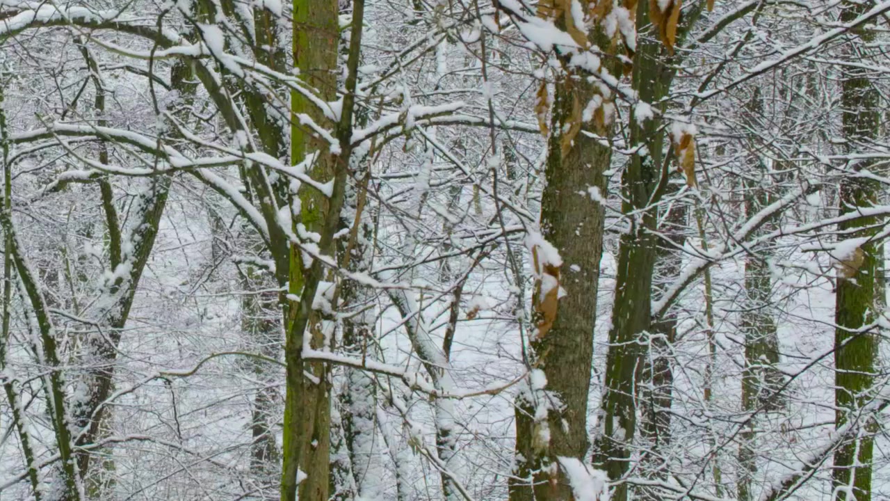 Planeta Praha screenshot 1