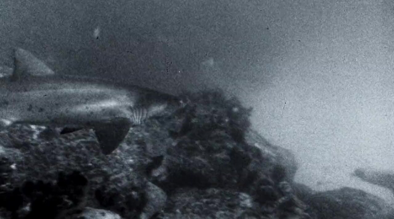 Playing with Sharks: The Valerie Taylor Story screenshot 1