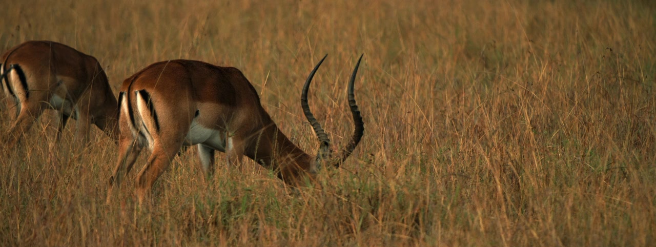 Kalahari screenshot 3