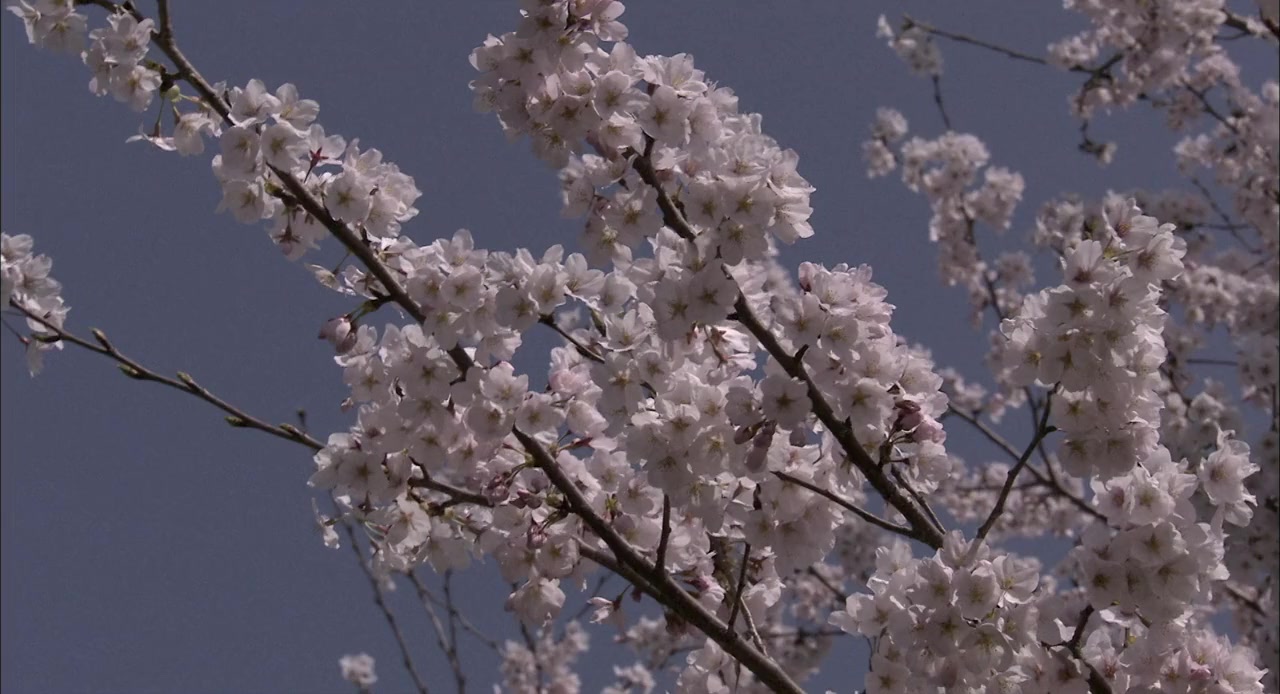 Sakura hime screenshot 3