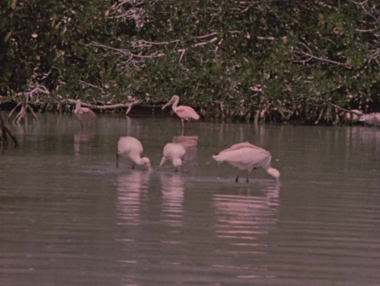 Prowlers of the Everglades screenshot 3