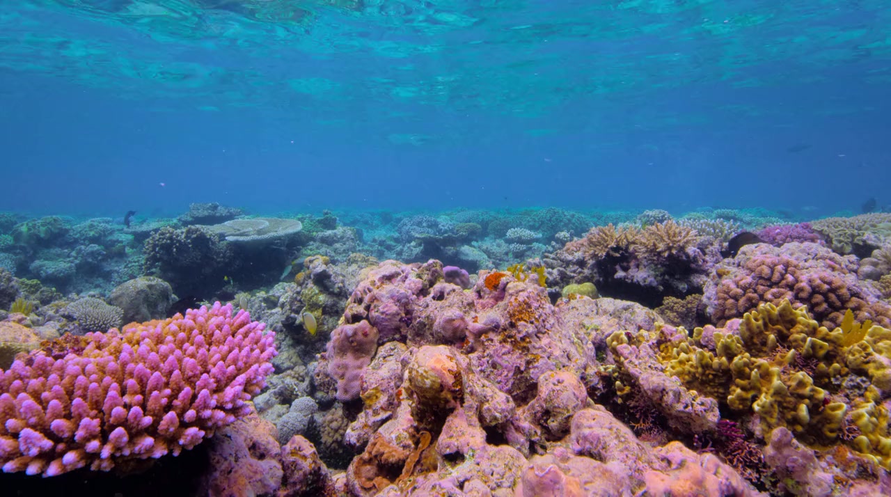 Puff: Wonders of the Reef screenshot 1