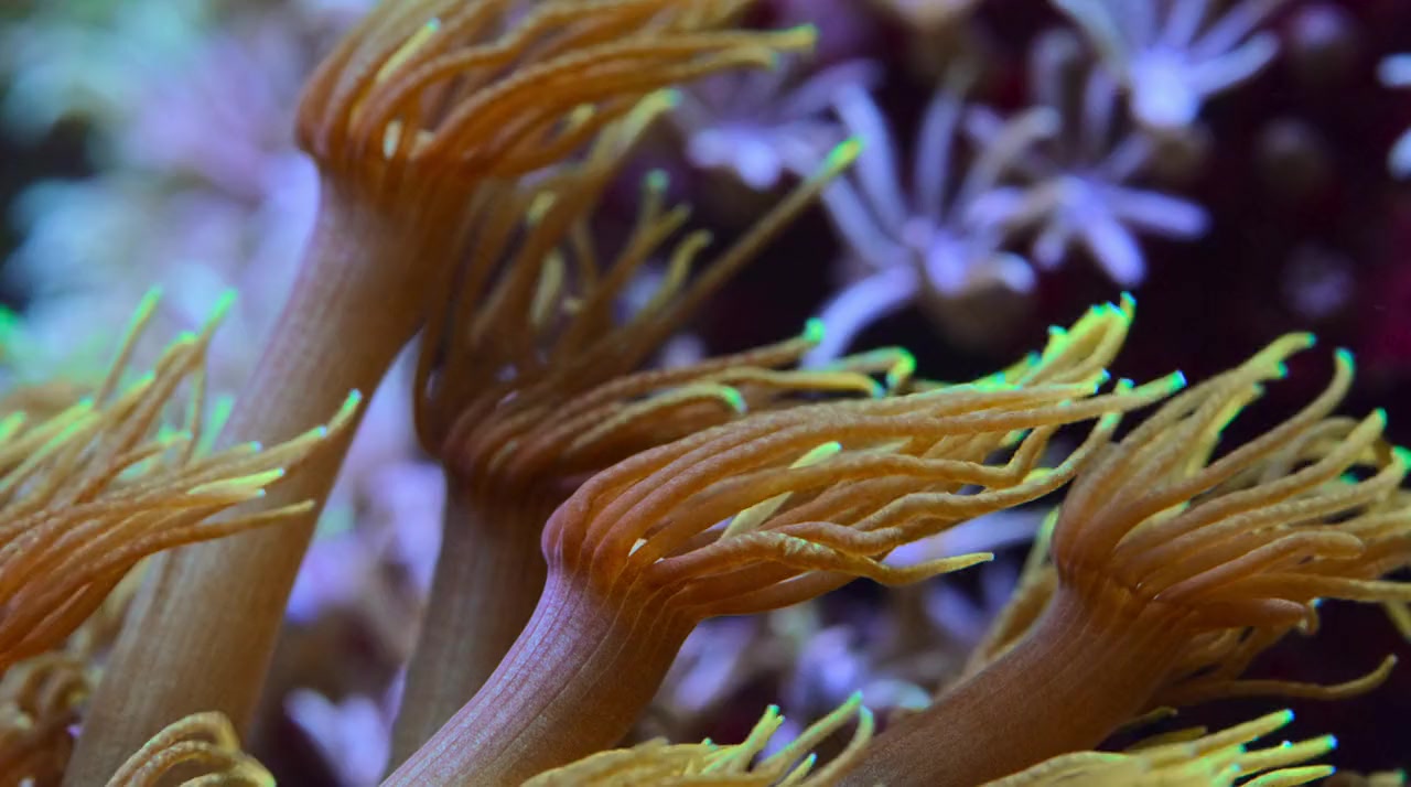 Puff: Wonders of the Reef screenshot 2