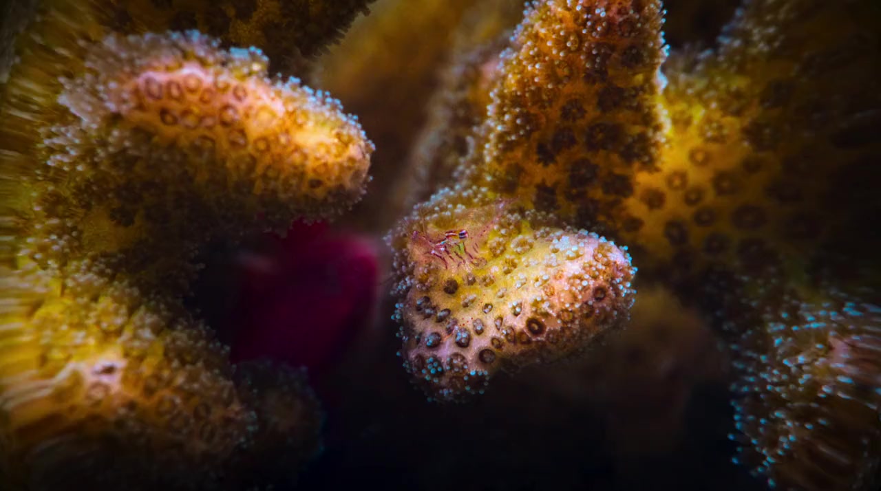 Puff: Wonders of the Reef screenshot 3