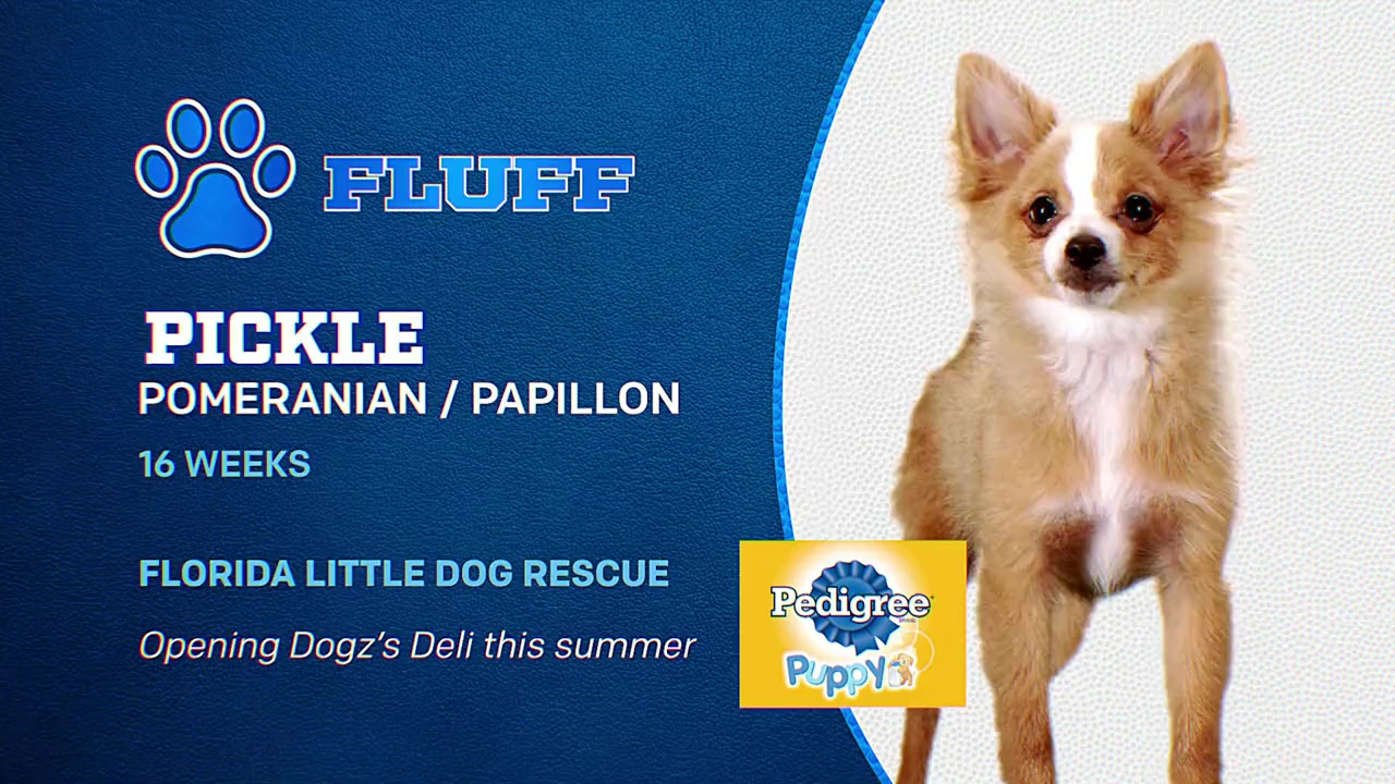 Puppy Bowl XIX screenshot 1