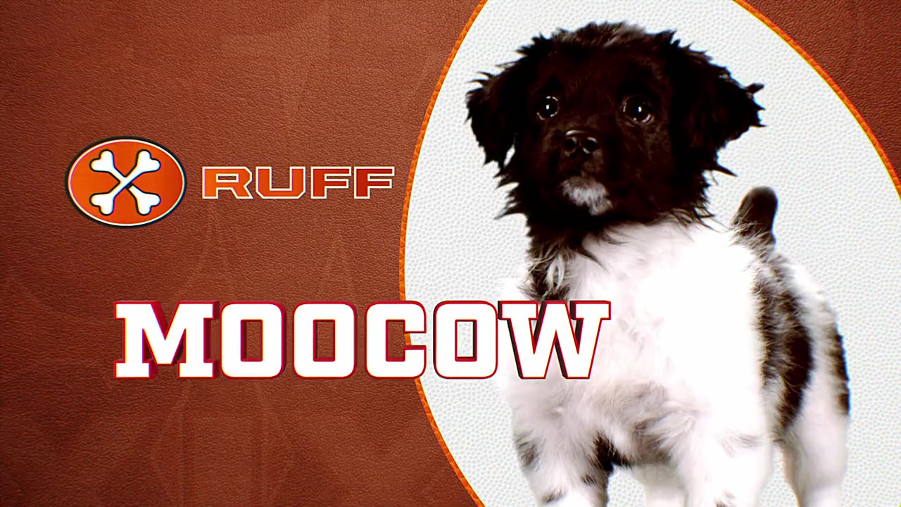Puppy Bowl XIX screenshot 2