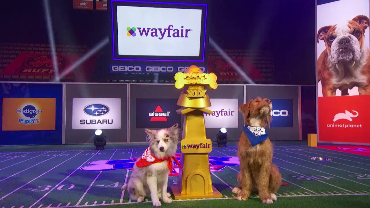 Puppy Bowl XIX screenshot 3