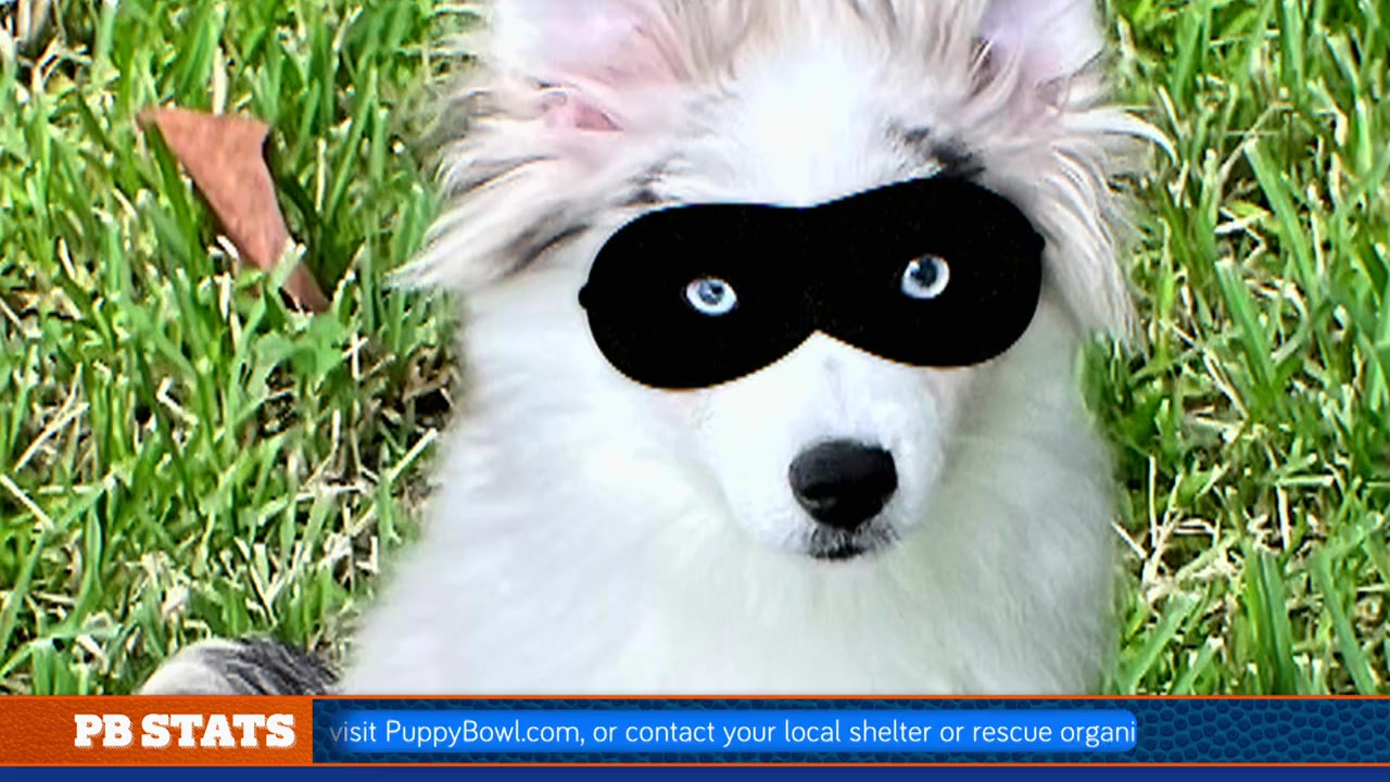 Puppy Bowl XIX Pregame Show screenshot 2