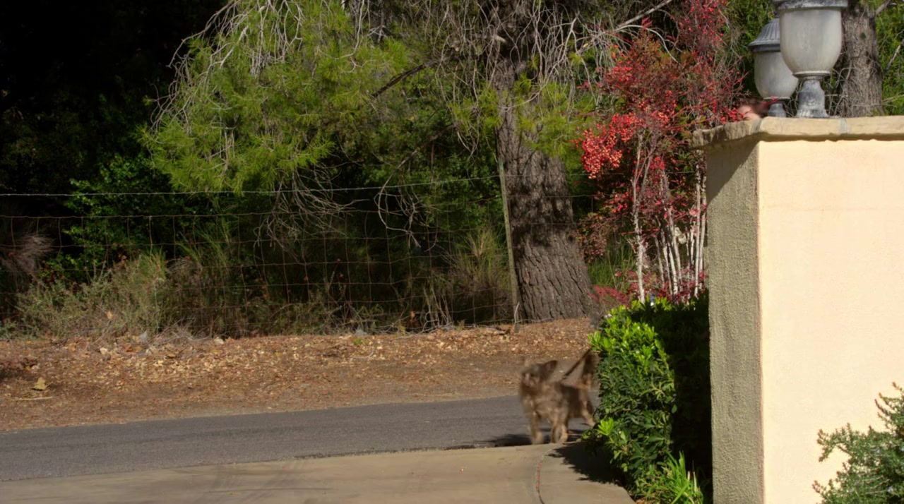Puppy Love screenshot 1