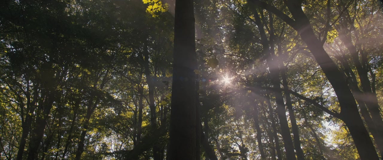 Robin des Bois, la véritable histoire screenshot 1